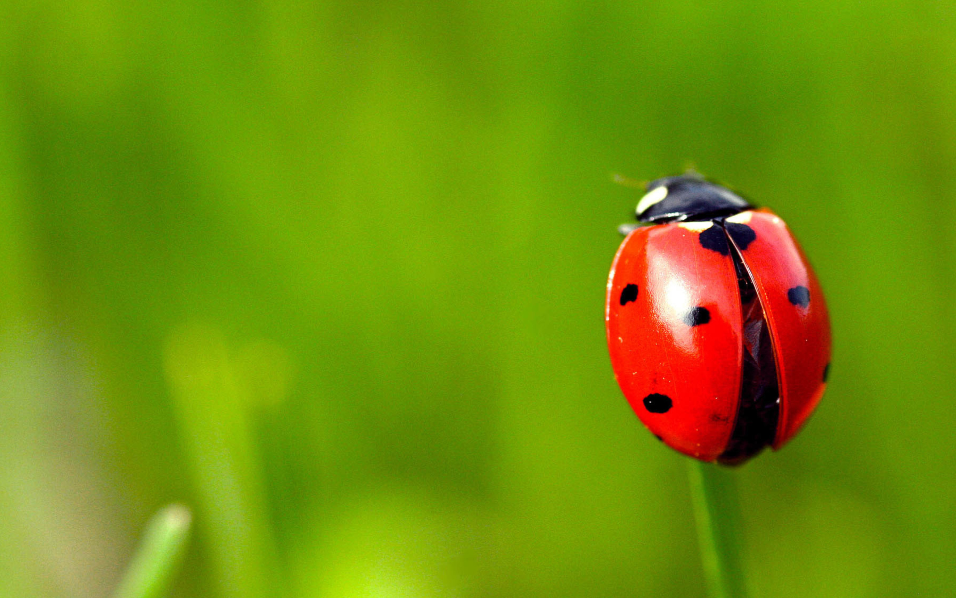 Red Lady Bug wallpaper 1920x1200