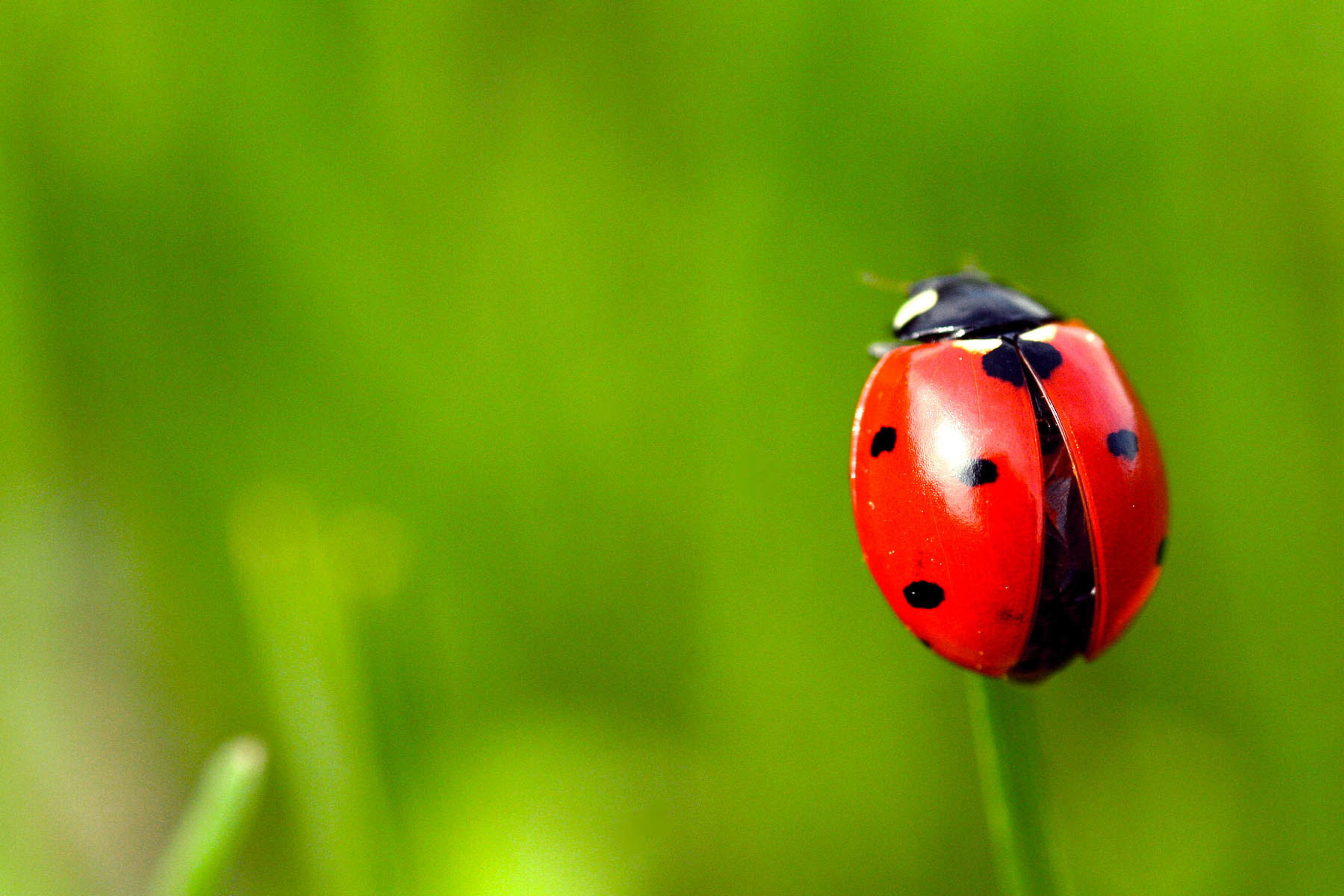Red Lady Bug wallpaper 2880x1920