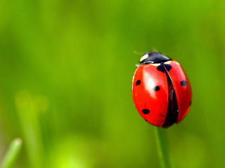Red Lady Bug wallpaper 320x240
