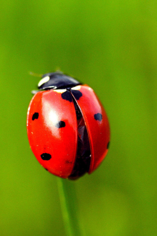 Red Lady Bug screenshot #1 320x480