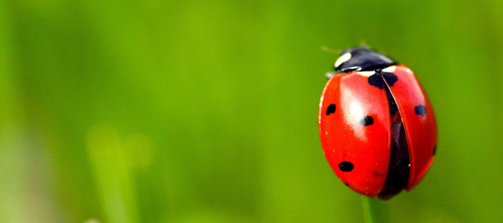 Red Lady Bug wallpaper 720x320