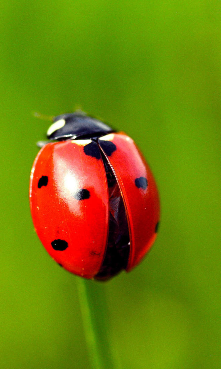 Red Lady Bug wallpaper 768x1280