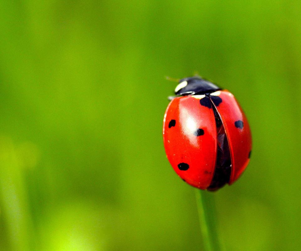 Red Lady Bug wallpaper 960x800