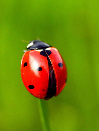 Red Lady Bug - Obrázkek zdarma pro iPhone 5