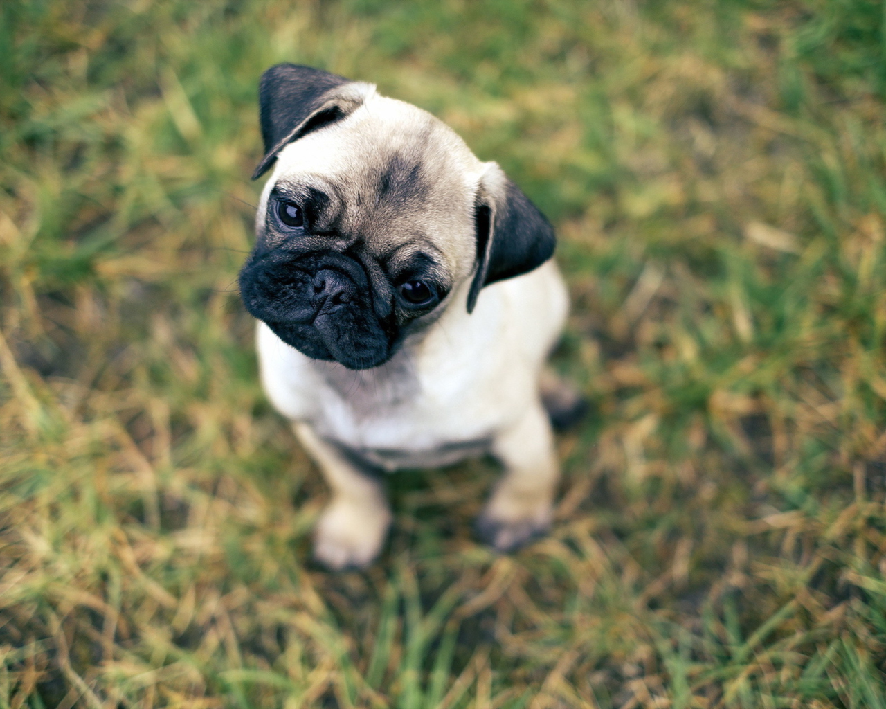 Обои Cute Pug On Grass 1280x1024