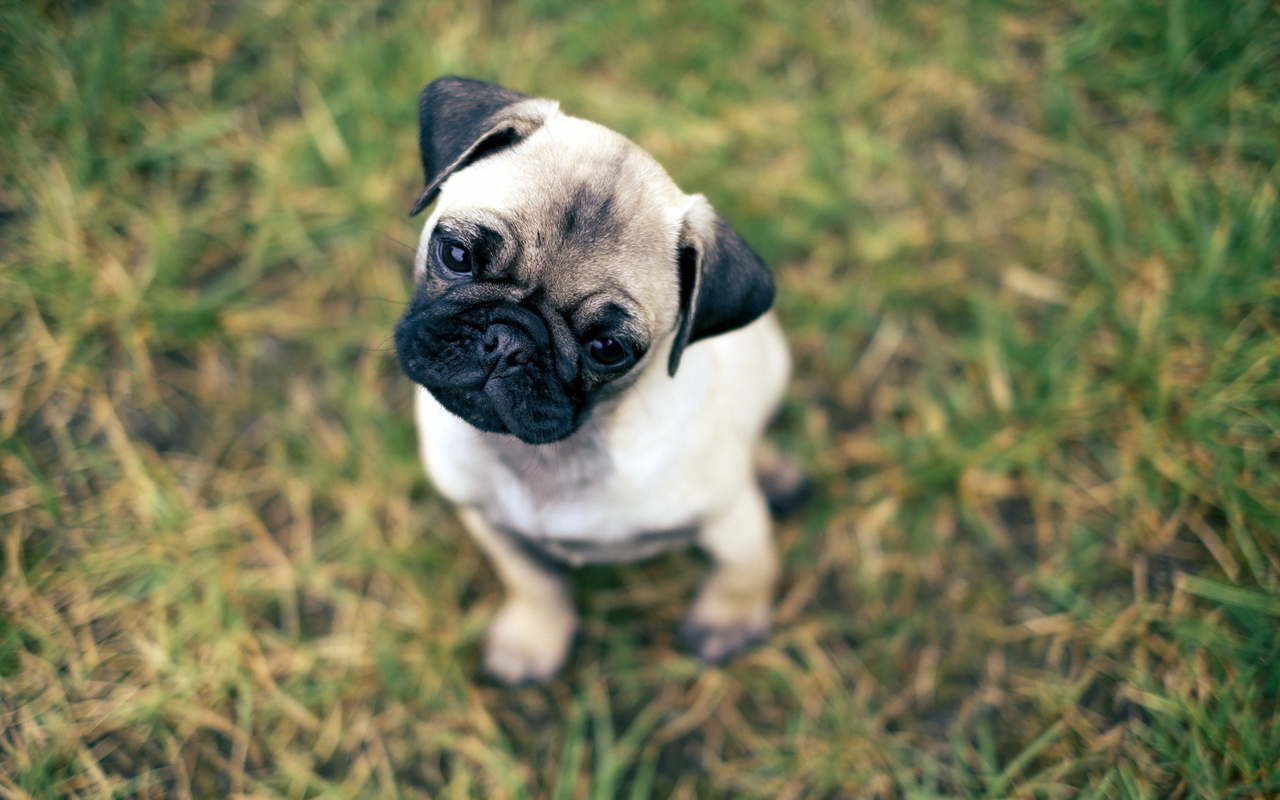 Sfondi Cute Pug On Grass 1280x800