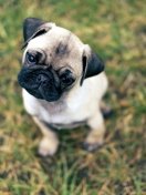 Das Cute Pug On Grass Wallpaper 132x176