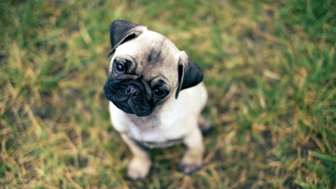 Screenshot №1 pro téma Cute Pug On Grass 1366x768