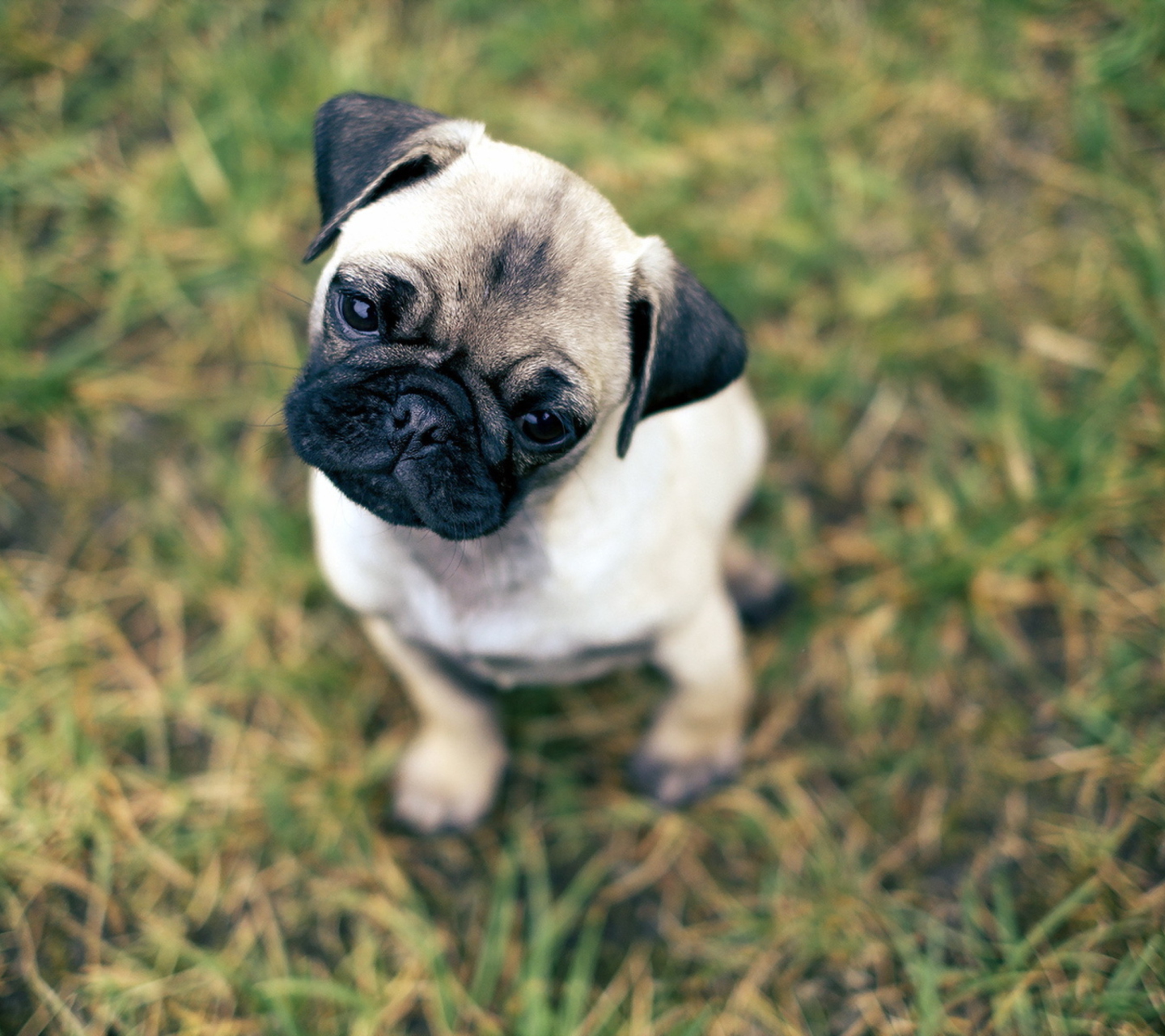 Das Cute Pug On Grass Wallpaper 1440x1280