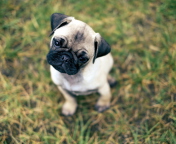 Sfondi Cute Pug On Grass 176x144