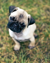 Das Cute Pug On Grass Wallpaper 176x220