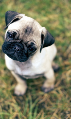 Das Cute Pug On Grass Wallpaper 240x400