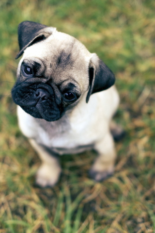 Das Cute Pug On Grass Wallpaper 320x480