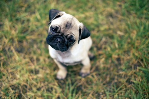 Обои Cute Pug On Grass 480x320