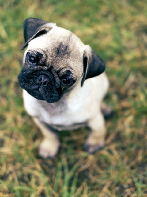 Fondo de pantalla Cute Pug On Grass 480x640