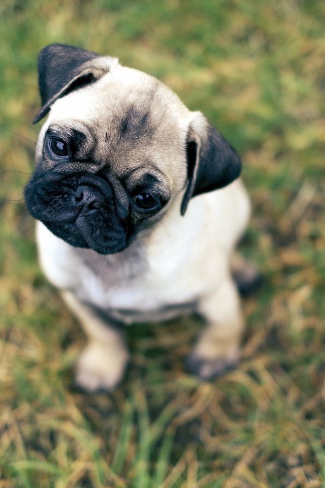 Cute Pug On Grass wallpaper 640x960
