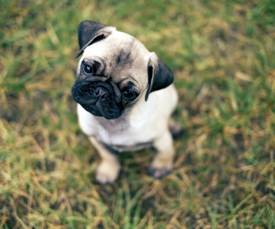 Das Cute Pug On Grass Wallpaper 960x800