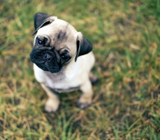 Cute Pug On Grass Wallpaper for iPad mini 2