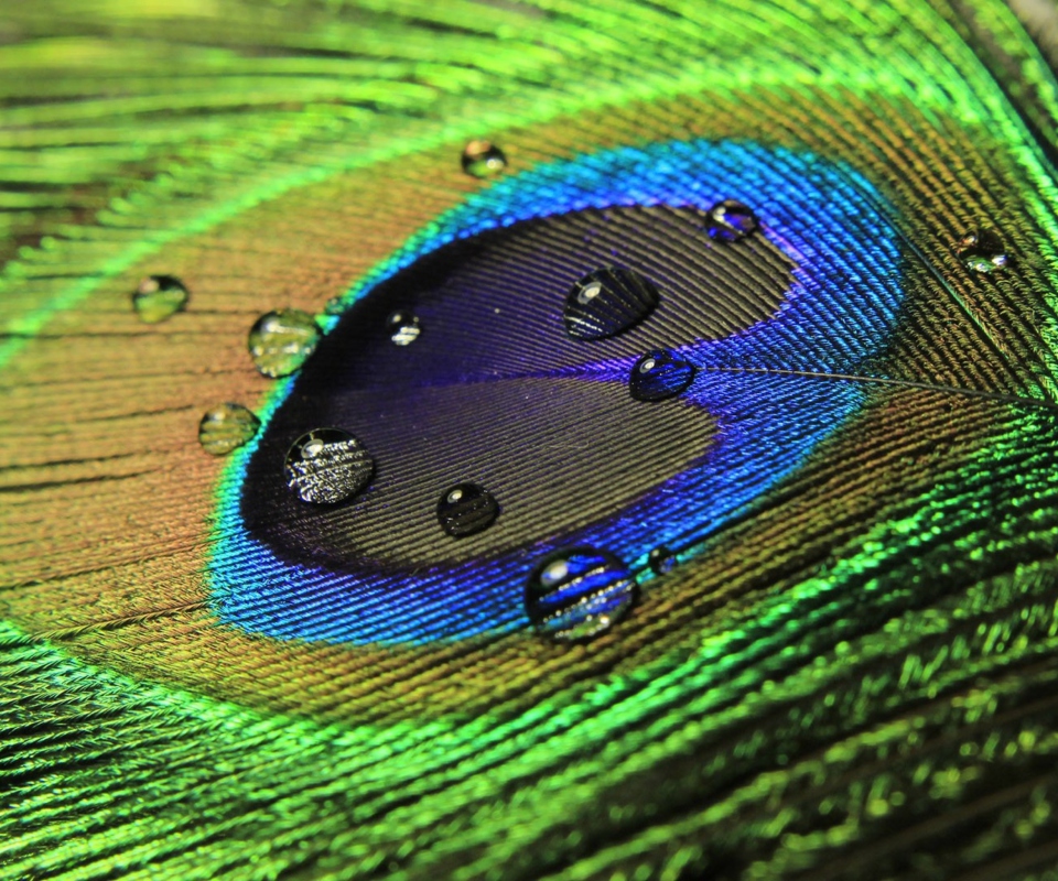 Peacock Feather screenshot #1 960x800