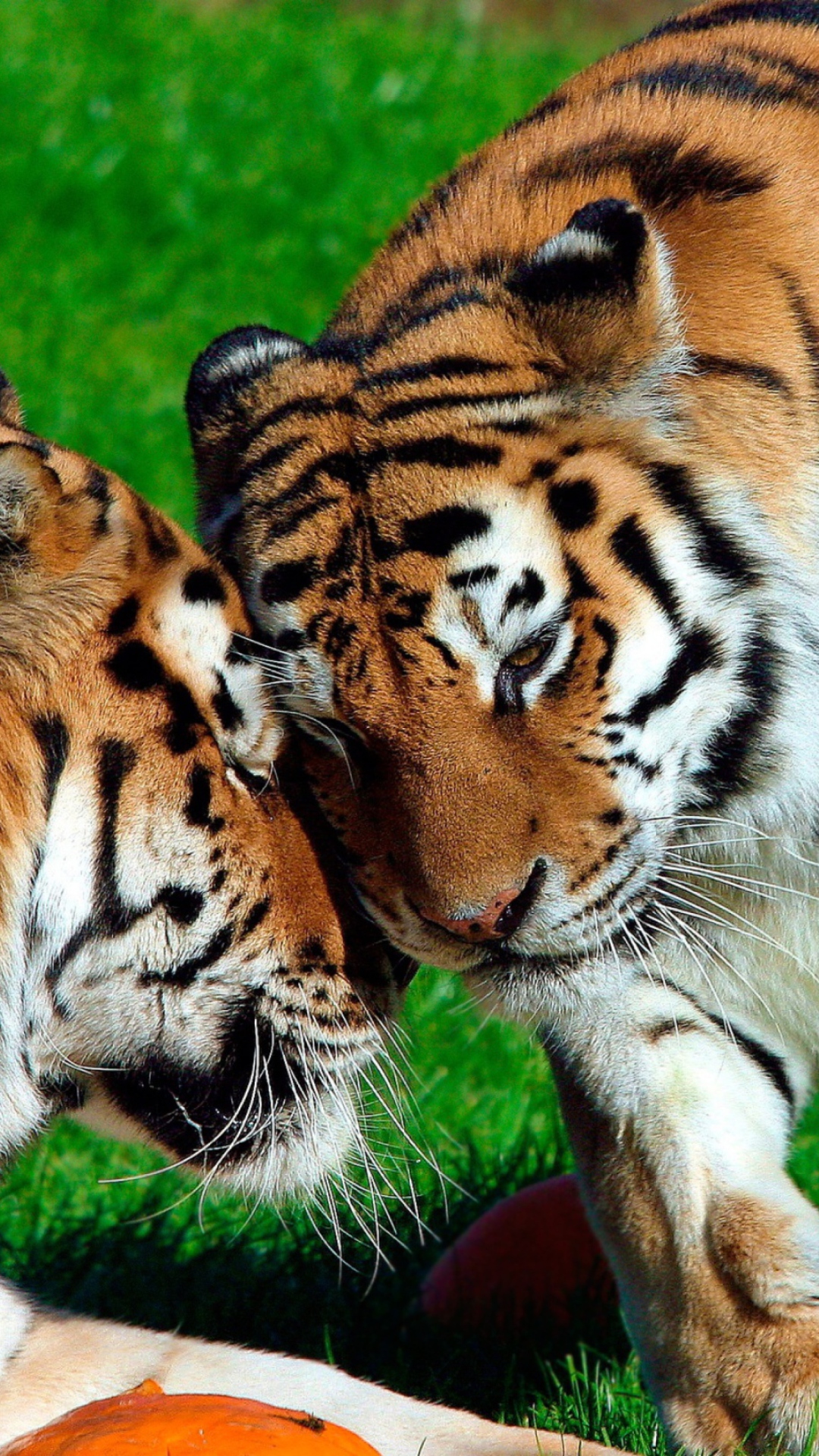 Fondo de pantalla Amur Tigers 1080x1920