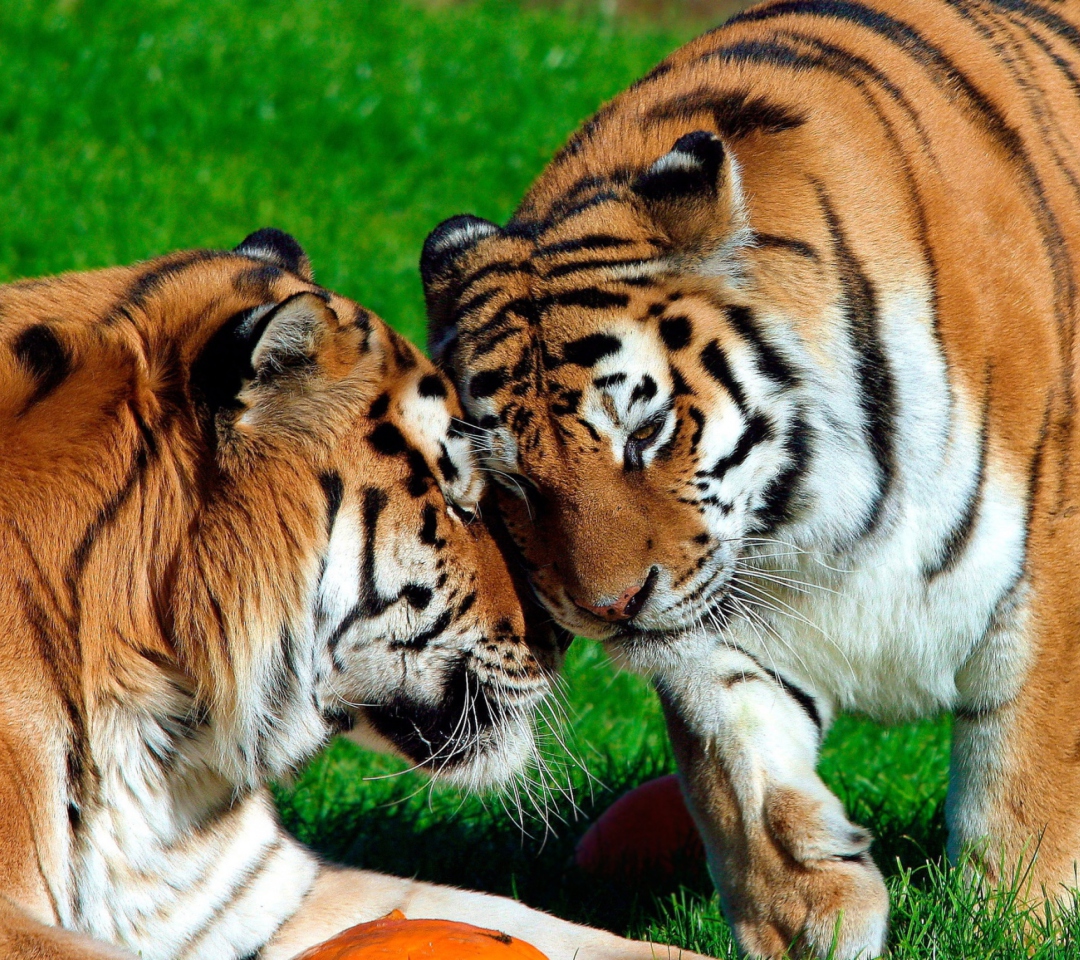 Fondo de pantalla Amur Tigers 1080x960