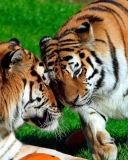 Amur Tigers wallpaper 128x160