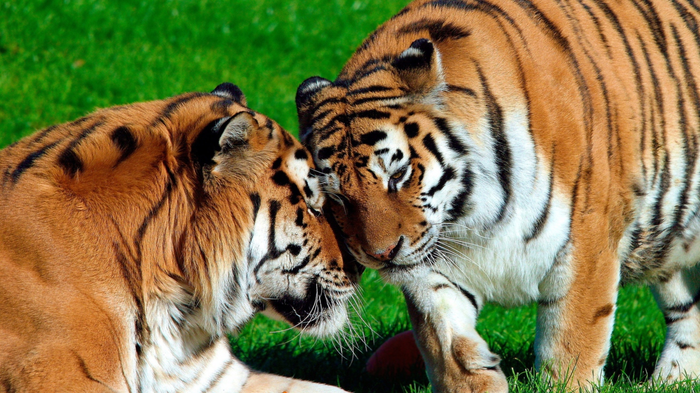 Обои Amur Tigers 1366x768