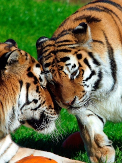 Das Amur Tigers Wallpaper 240x320