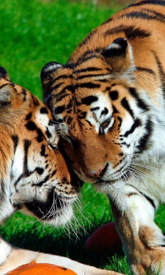 Amur Tigers screenshot #1 240x400