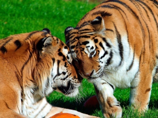 Обои Amur Tigers 320x240