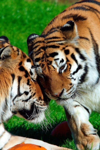 Fondo de pantalla Amur Tigers 320x480