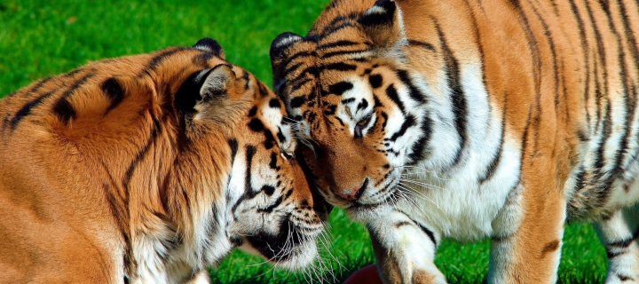 Das Amur Tigers Wallpaper 720x320