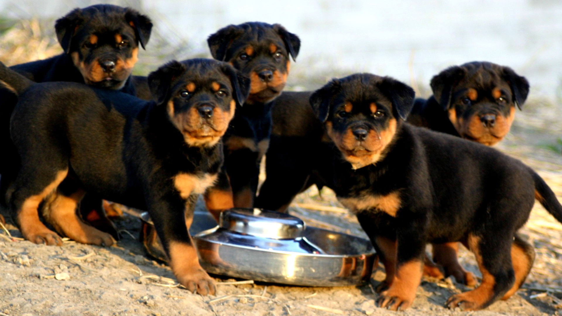 Sfondi Rottweiler 1920x1080