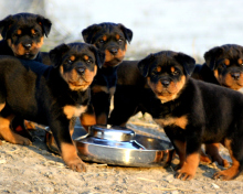 Fondo de pantalla Rottweiler 220x176