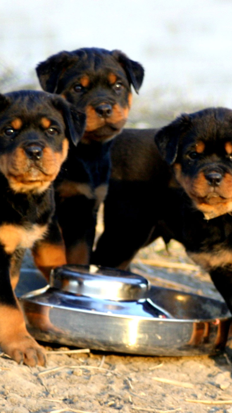 Обои Rottweiler 750x1334