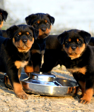 Kostenloses Rottweiler Wallpaper für Nokia C2-03