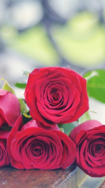 Red Roses Bouquet On Bench wallpaper 360x640