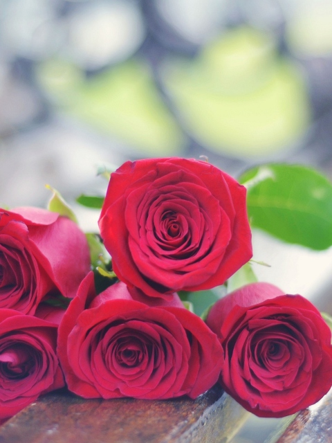 Fondo de pantalla Red Roses Bouquet On Bench 480x640