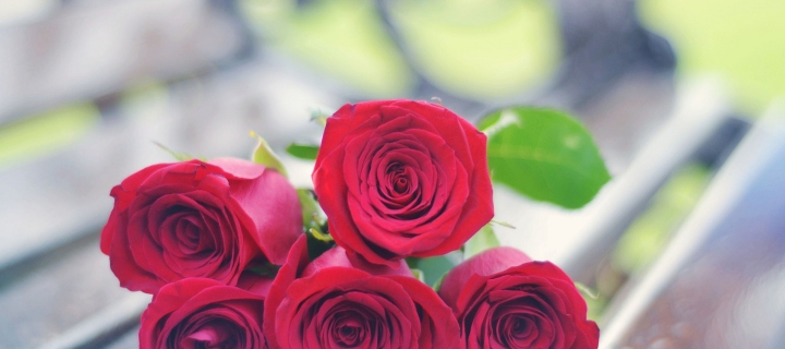 Red Roses Bouquet On Bench wallpaper 720x320