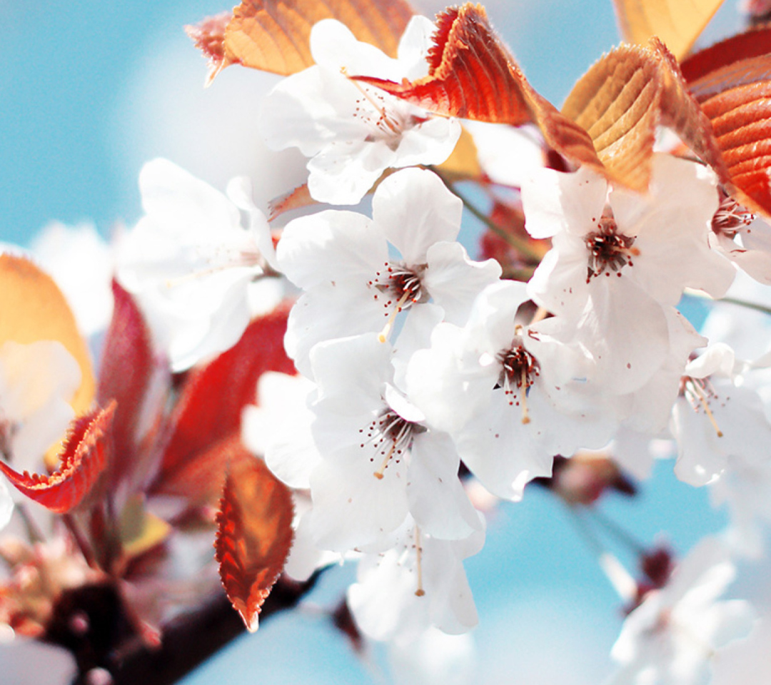 Das Cherry Flowers Wallpaper 1080x960