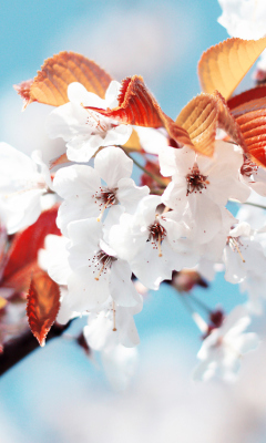 Cherry Flowers wallpaper 240x400