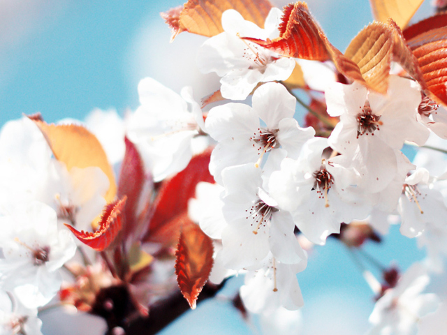 Cherry Flowers wallpaper 640x480