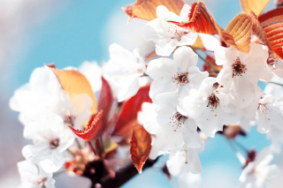 Cherry Flowers - Obrázkek zdarma pro Samsung P1000 Galaxy Tab