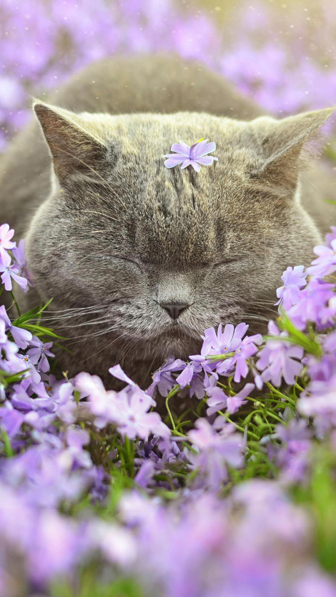Обои Sleepy Grey Cat Among Purple Flowers 1080x1920