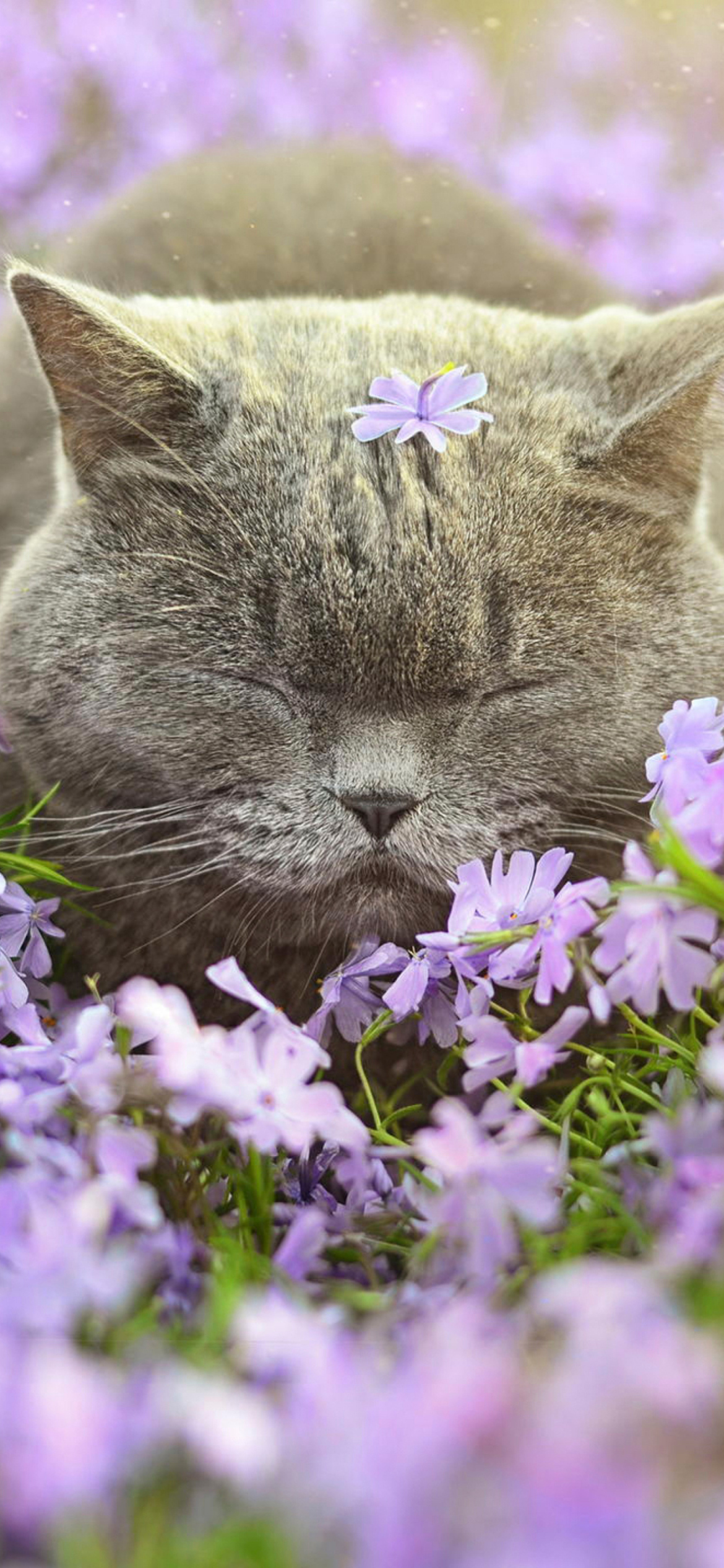 Sleepy Grey Cat Among Purple Flowers wallpaper 1170x2532