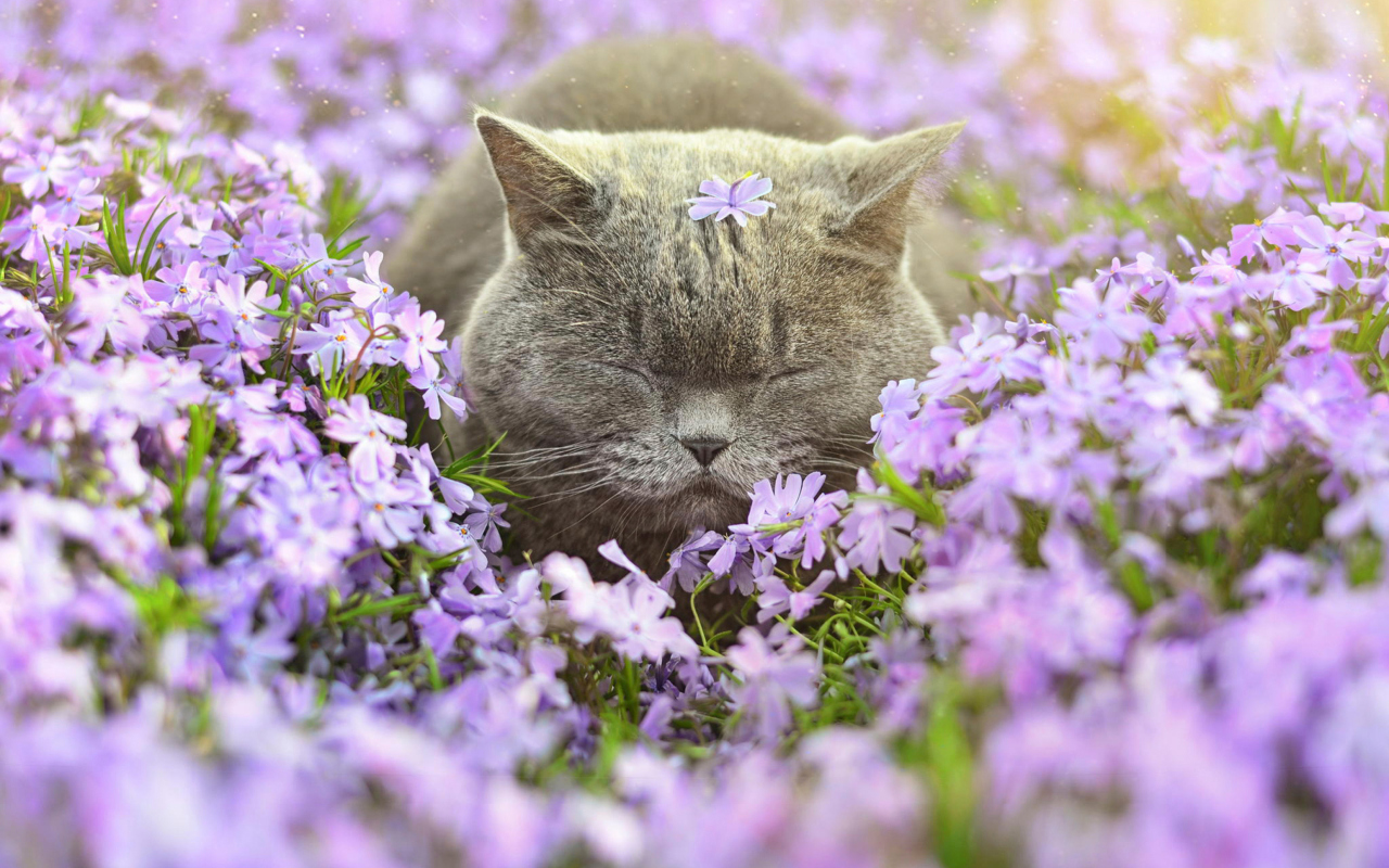 Sleepy Grey Cat Among Purple Flowers wallpaper 1280x800