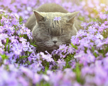 Sleepy Grey Cat Among Purple Flowers wallpaper 220x176