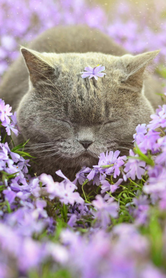 Обои Sleepy Grey Cat Among Purple Flowers 240x400