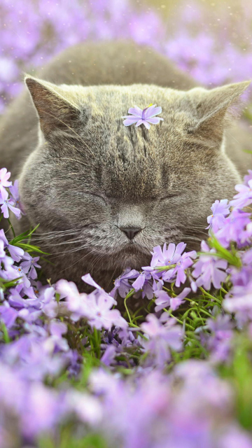 Обои Sleepy Grey Cat Among Purple Flowers 360x640