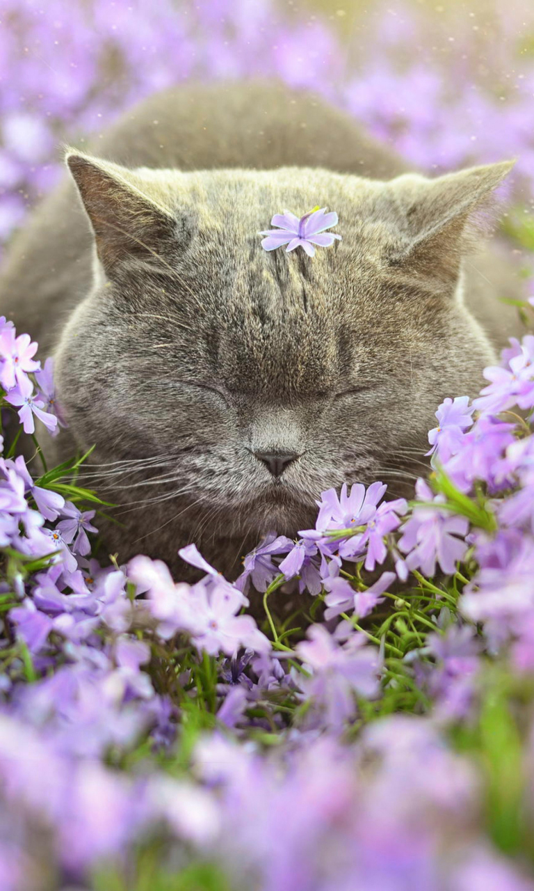 Sleepy Grey Cat Among Purple Flowers wallpaper 768x1280